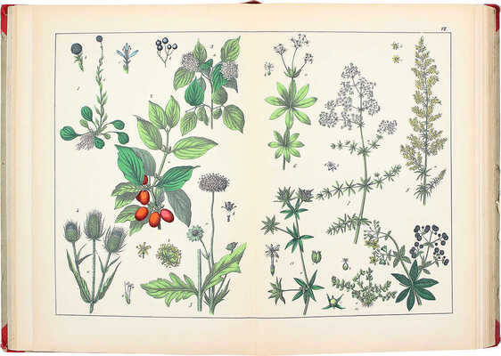 Шуберт Г.Г. Ботанический атлас Шуберта как вспомогательное дополнение ко всякому учебному руководству... СПб., 1887.